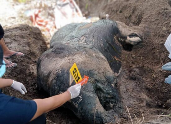 gajah sumatera yang ditemukan mati tanpa gading di Desa Bunbun Indah, Kecamatam Leuser, Aceh Tenggara.