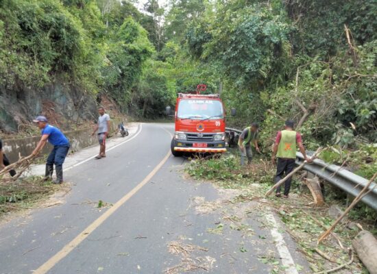 Pohon Tumbang di Tiga Titik Jalan Aceh Besar akibat Angin Kencang